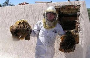 Gilbert Bee Removal employee holding removed comb